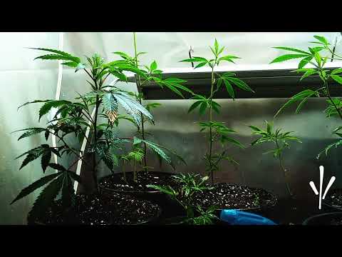 Lopez's Island Fever (Original) / Candy Apple ' 2024 ' 👉🐏💨