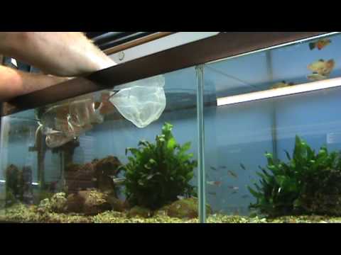 Aquarium Tips - How to easily catch small tropical fish
