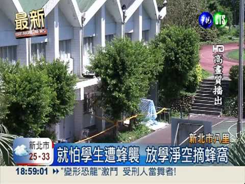 老師撿球遭蜂襲 校園淨空拆蜂窩