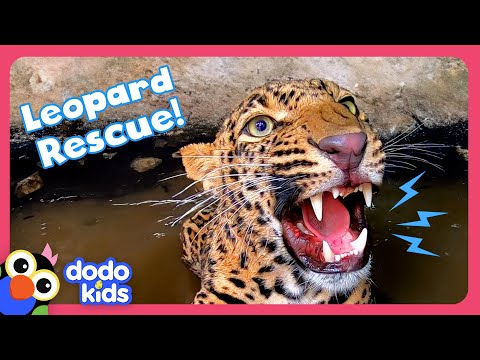 Wild Leopard Stuck In A Well Needs Help To Escape! | Dodo Kids | Rescued!