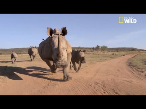 Fight violent entre un buffle africain et un rhinocéros !