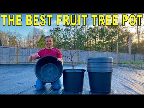 I Found The PERFECT FRUIT TREE CONTAINER!