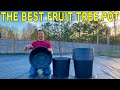 I Found The PERFECT FRUIT TREE CONTAINER
