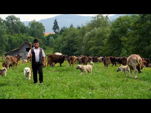 LA STÂNA LUI CIPRIAN DURUIAN DE SUB PIATRA CRAIULUI | TAUR DE PESTE 800 KG ȘI CĂȚEI CARPATINI