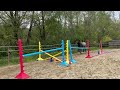 Hongre 4 ans Zangersheide (non débourré)