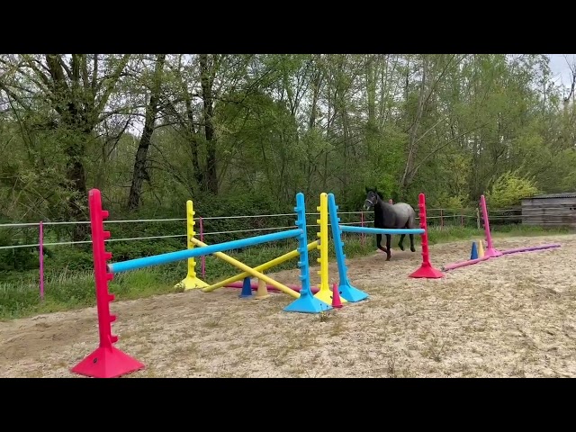 Hongre 4 ans Zangersheide (non débourré)