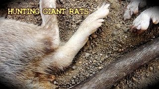 preview picture of video 'Hunting Giant Rats'