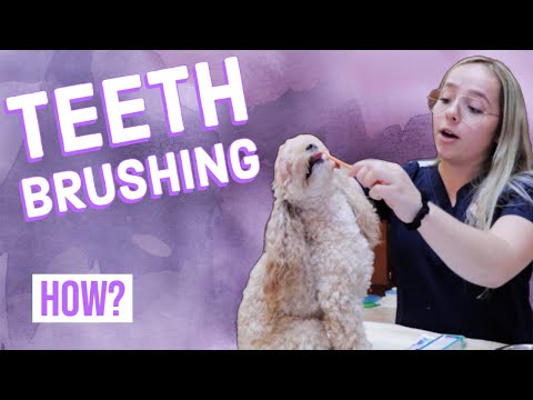 How to Brush Your Dog's Teeth | Tutorial