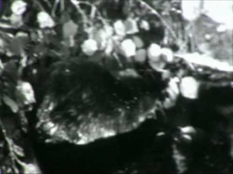 The Beaver (1935, Pt. 2 of 2)