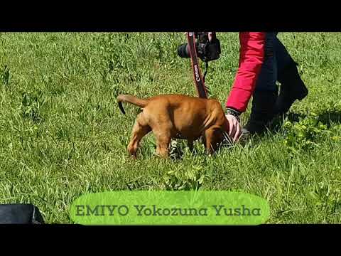 Tosa puppy,female for SALE .