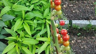 NAMITAS NG GULAY SA GREEN HOUSE ANG SARAP PAG MY SARILING TANIM 🇩🇪💖MY AANIHIN 👍