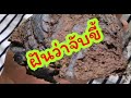 ทํานายฝัน เลขเด็ด แม่นๆ ฟรี