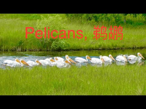 15 pelicans as a group. #edmonton #pelicans #birds #鹈鹕