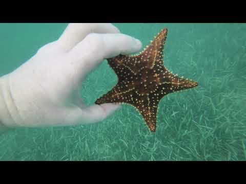 Snorkelling in Negril Jamaica (7) on the Riu Negril beach Bloody Bay