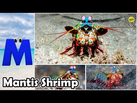 Learn Ocean Animal Names | ABC Sea Animals song | Most Popular Sea Creatures | Alphabets Kids Song