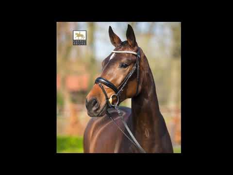 VERKAUFT 3 jährige Stute von Spirit of the Age OLD x De Niro