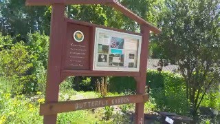 Create a Garden Paradise to Include Butterflies