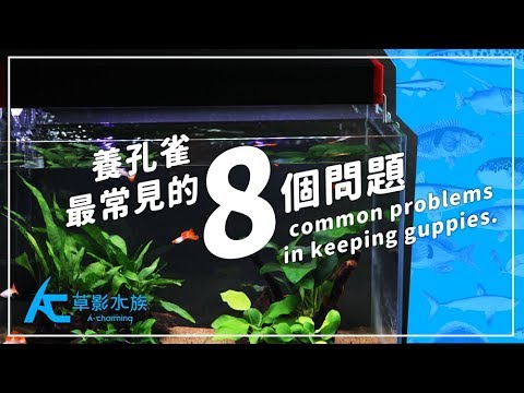 孔雀可以養嗎