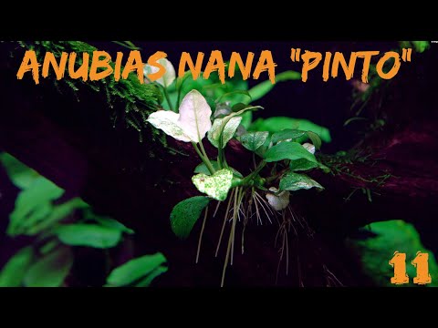 Das Pinto-Speerblatt - Anubias barteri v. nana 'Pinto' | ADVENTdicted! Adventskalender | Türchen 11