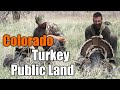 How To Hunt Turkey In COLORADO On Public Land MIKE HUNTS
