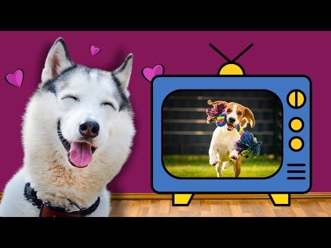 MÚSICA para PERROS que se QUEDAN SOLOS EN CASA - 8 Horas sin ANSIEDAD