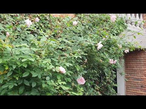 SECRETO para cutis de ENVIDIA / rosa de castilla / gallica / rosal de francia