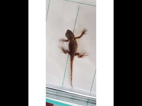 Crystal the Pet Nanny. LLC video.