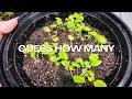 How To Successfully Grow African Violets From Seeds In Just 30 Days