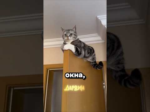 Что из этого делает ваш кот?