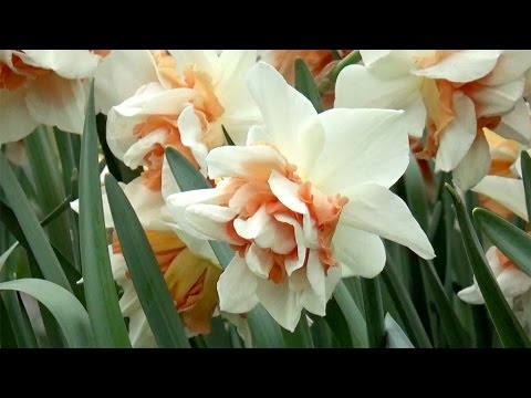 Narcissus 'Replete' - FarmerGracy.co.uk