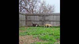 Video preview image #1 Mutt Puppy For Sale in Jackson, MS, USA