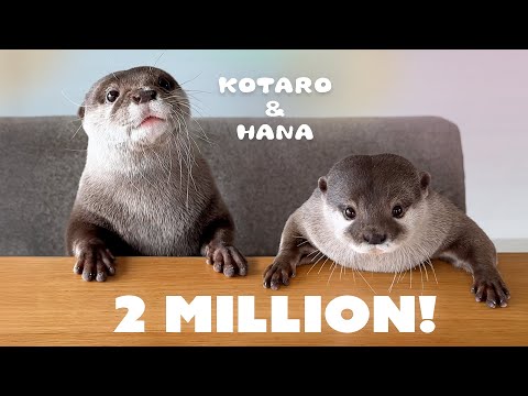 【200万人記念】10分でわかるカワウソコタローとハナ７年の歴史　The 7-Year History of Otters Kotaro and Hana