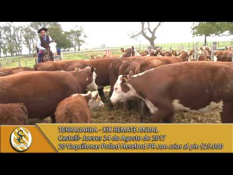 24-08-17 Venta Vaquillonas P. Hereford P.R Preñadas y Paridas - Terragarba - Castelli