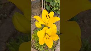 #shorts Yellow lilies