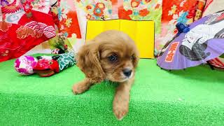 キャバリアの動画01