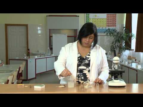 Élesztő vizsgálata 2