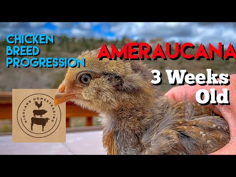 , title : 'Ameraucana: Chicken Breed Progression of Chick to Adult - 3-weeks old'