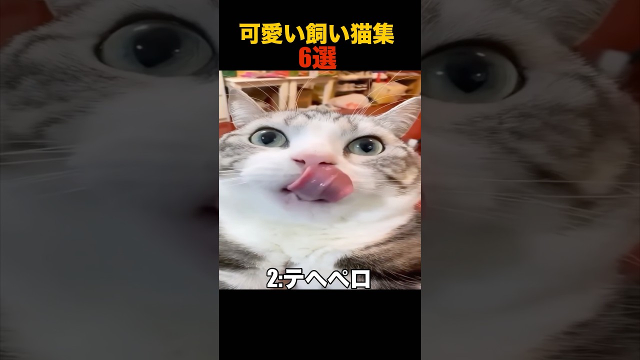 可愛い飼い猫集6選　#shorts #funny #面白い #cat #猫 #動物 #animals #ランキング #解説