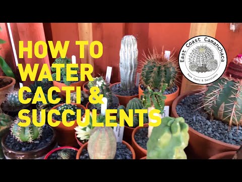 , title : 'Watering Cacti 101 - Tips on how you should be watering cacti and succulents!'