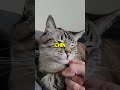 Cats Love You Crazily With 3 Petting Tips CatFacts