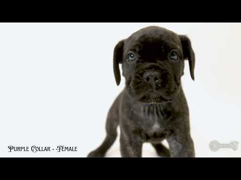 Cane Corso Puppy For Sale - Athena the Wise