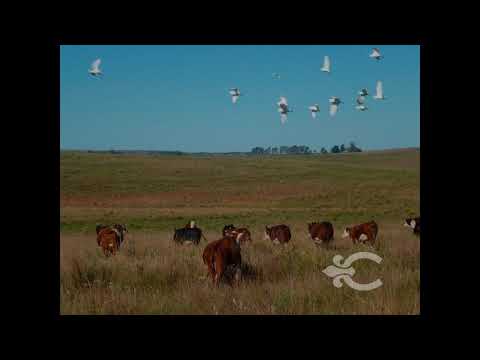 Video de YouTube - Campo en venta en Rivera ref. 6521