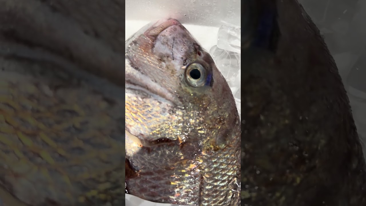 死んだ魚の目編 vol.728