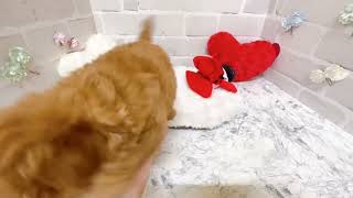 トイプードルの動画02