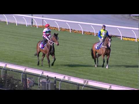 Emirates Stakes Day Preview - Chris Waller Stable