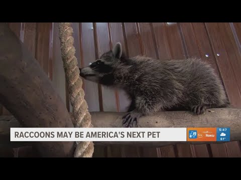 Raccoons may be America's next pet - YouTube