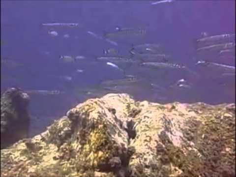 Libido Boyz   Barracuda