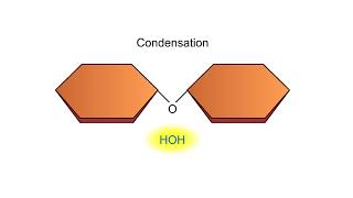 Condensation and Hydrolysis Animation