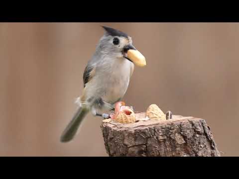 The Black crested Titmouse & The peanut