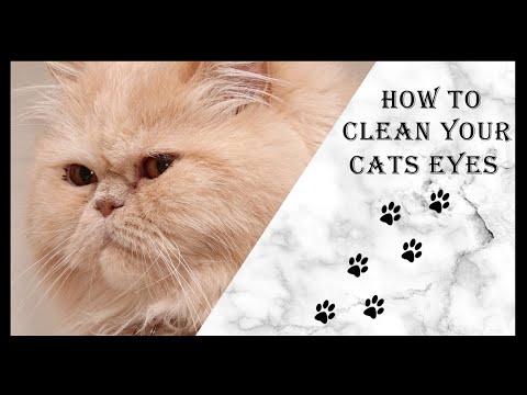 How to clean your cats eyes (Persian cat edition)